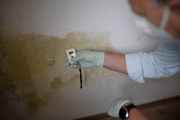 Why You Should Choose Our Mold Remediation Services in Oak Grove, VA